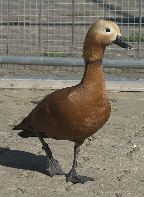亚马尔未来
